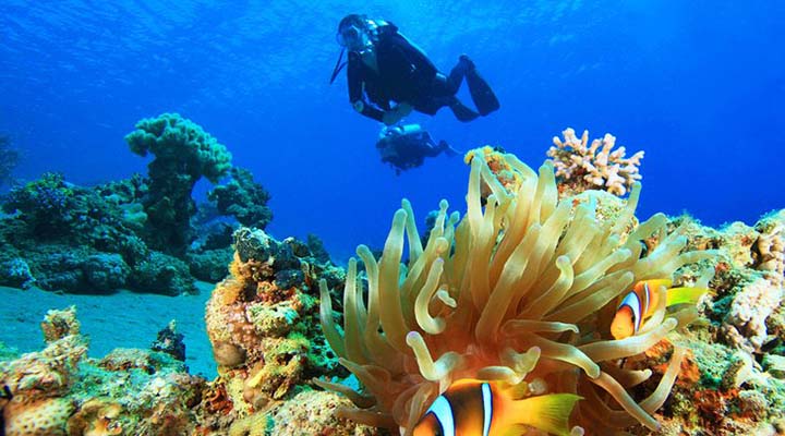 غواصی در دریای سرخ