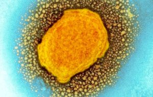 هر آنچه لازم است درباره آبله میمونی بدانید هر آنچه لازم است درباره آبله میمونی بدانید