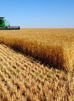 تهدید امنیت غذایی کشور با تداوم اختصاص ارز ۴۲۰۰ تومانی