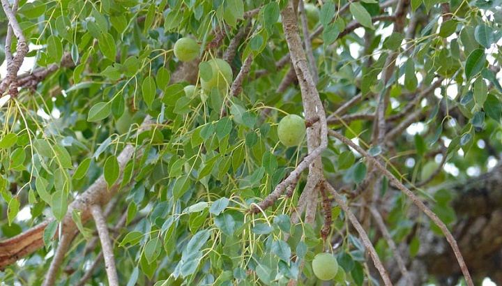 درخت مارولا که روغن مارولا از میوه های آن به دست می آید