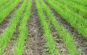 صدور سند ۲۰۰ هزار هکتار از اراضی کشاورزی در سال جاری صدور سند ۲۰۰ هزار هکتار از اراضی کشاورزی در سال جاری