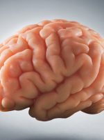 آناتومی مغز انسان؛ بخش‌های مختلف مغز و عملکرد آنها