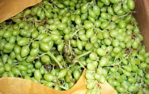 خواص باورنکردنی غوره در طب اسلامی و مدرن + عوارض خواص باورنکردنی غوره در طب اسلامی و مدرن + عوارض