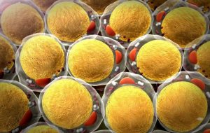 آیا چربی سلول‌های سرطانی را تکثیر می‌کند؟