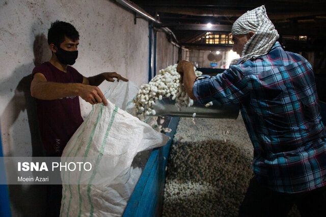 سیستم ارباب‌رعیتی در حرفه ابریشم‌کشی یکی از معضلات است