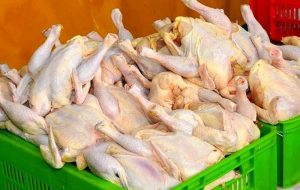 صادرات ۱۵ درصد مرغ گوشتی اصفهان به کشورهای همسایه