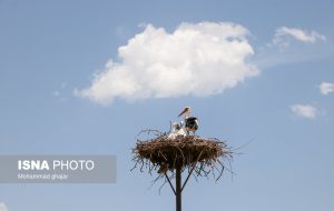 «لک لک‌های» میهمان دریاچه زریوار