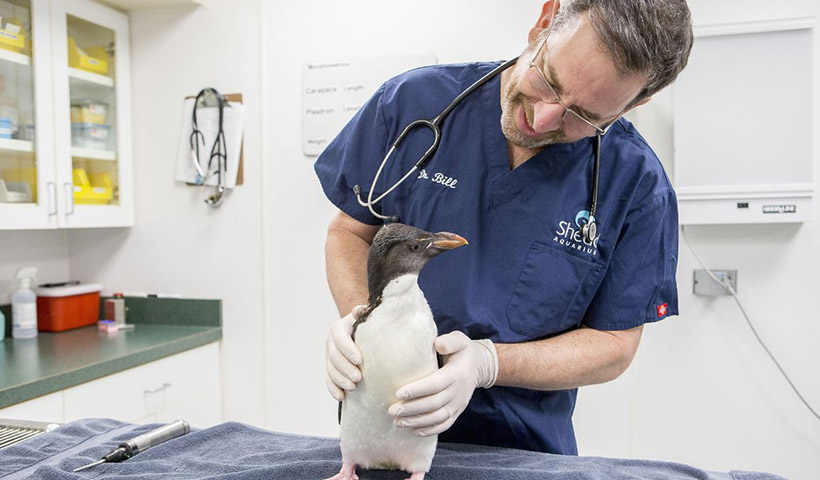 پاداش مادی و غیر مادی دامپزشک‌ها