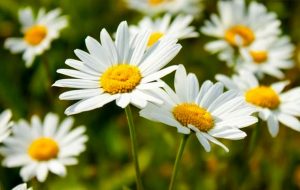 خواص بابونه باورنکردنی و فوق العاده است + نسخه و روش مصرف خواص بابونه باورنکردنی و فوق العاده است + نسخه و روش مصرف