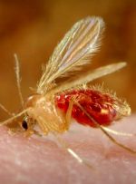 بهترین راه تشخیص نیش حشرات و درمان سریع آن