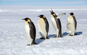 اعتصاب غذای پنگوئن ها به دلیل کیفیت! + فیلم