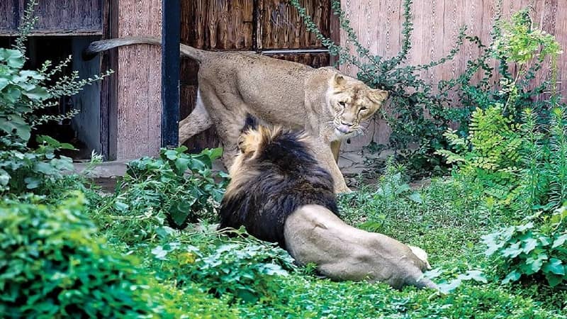 هیرمان و ایلدا شیرهای ایرانی در باغ وحش ارم