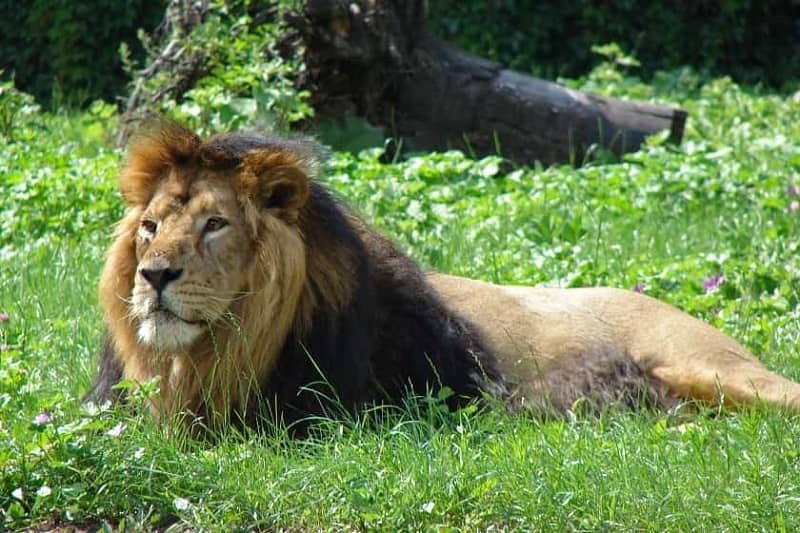 شیر آسیایی یا شیر ایرانی