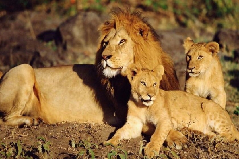 شیر ایرانی یا شیر هندی