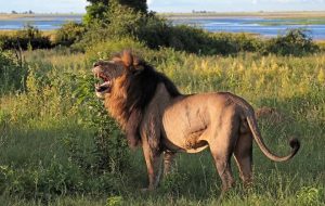 شیر ایرانی | معرفی زیستگاه و علت انقراض شیر ایرانی