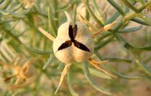 دود کردن اسپند واقعا فایده دارد؟ + خاصیت اسپند در طب سنتی دود کردن اسپند واقعا فایده دارد؟ + خاصیت اسپند در طب سنتی