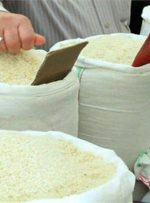افزایش چشمگیر برنج ایرانی درجه یک / برنج طارم در آستانه ورود به کانال ۲۰۰ هزارتومانی!