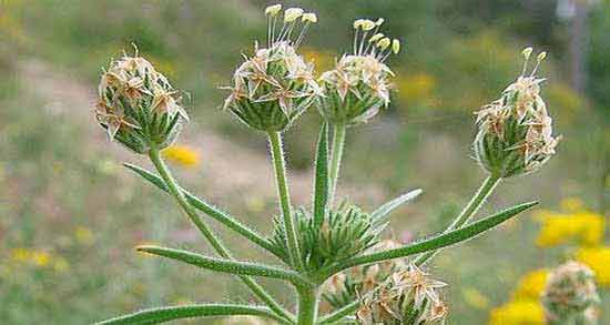 فواید درمانی و معجزه آسای گیاه اسفرزه