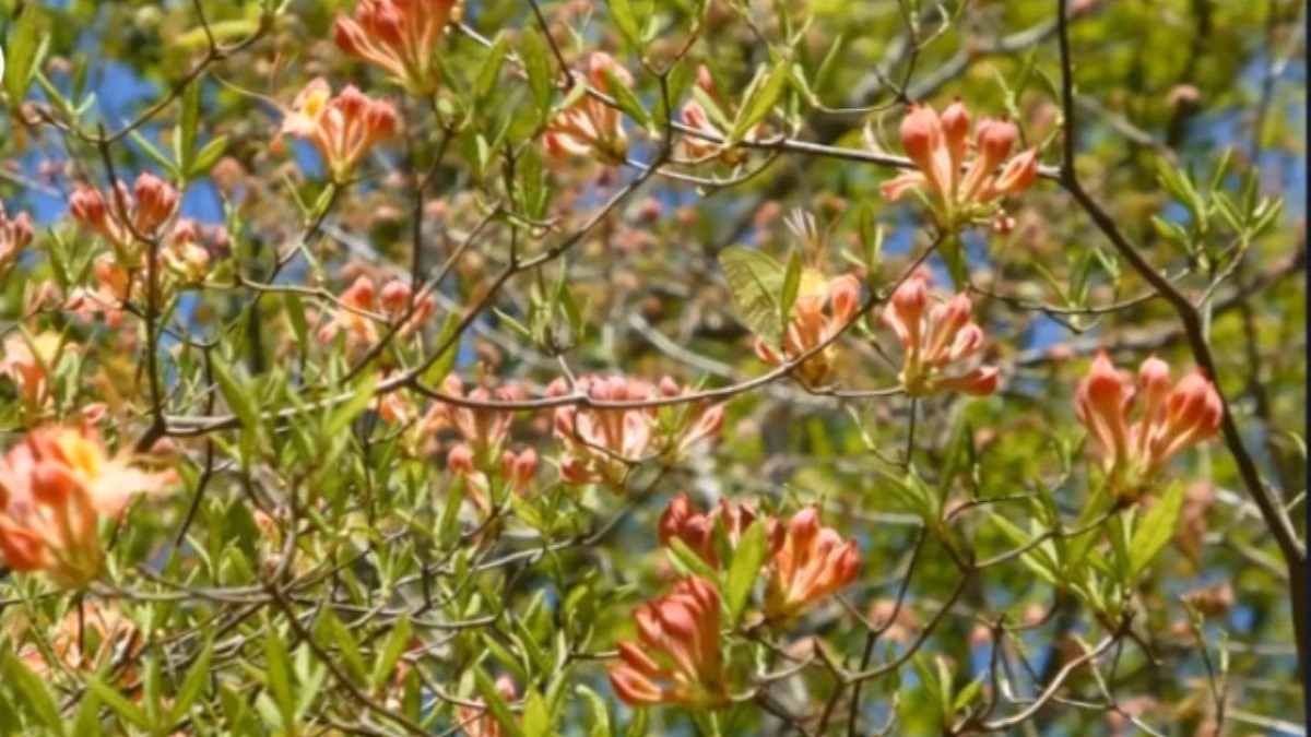 تست بینایی پروانه