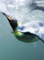 دانشمندان تاریخچه پنگوئن‌های «مسخره‌ای جذاب» را کشف کردند