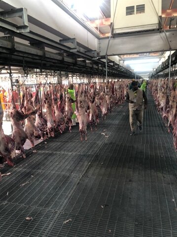 ۳۸ هزار رأس دام ، قربانی امسال حاجی های ایرانی در مکه / گوشت قربانی ها کجا می رود؟