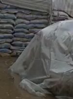 ۳۰۰ تن برنج‌ باران‌زده از بین می رود؟/گمرک به وزارت صمت نامه زد