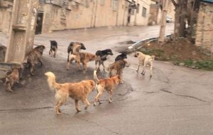 حمله سگ‌های خانگی به مامور اورژانس تهران/ عکس