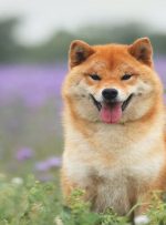Shiba Inu، Dogecoin با بازگشت رفتار ریسک‌پذیر به بازارهای ارزهای دیجیتال پرش کرد