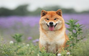 Shiba Inu، Dogecoin با بازگشت رفتار ریسک‌پذیر به بازارهای ارزهای دیجیتال پرش کرد