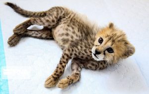 آخرین وضعیت «پیروز» آخرین وضعیت «پیروز»