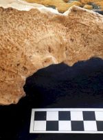 کشف بقایای کفتار غارنشین در قدیمی‌ترین محوطه باستانی ایران