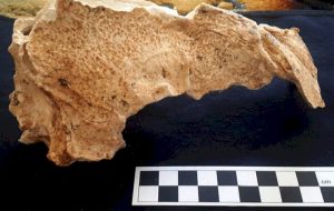 کشف بقایای کفتار غارنشین در قدیمی‌ترین محوطه باستانی ایران