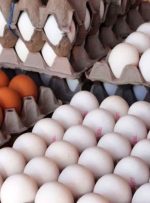 اختلاف قیمت مصوب تخم مرغ با نرخ فروش/ یک شانه تخم مرغ چقدر است؟