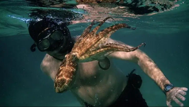 مستند حیات وحش - معلم اختاپوس من