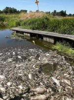 تلف شدن انبوه ماهی در رودخانه آلمان-لهستان که عامل آن ماده سمی ناشناخته است