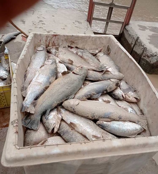  تولیدکنندگان از عرضه ماهی اجتناب کردن،سیل پنج هزارماهی را تلف کرد