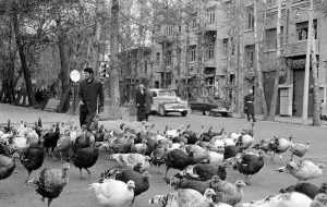 حکایت عجیب ورود اولین بوقلمون‌ به ایران / بوقلمون‌ چرانی در خیابان های تهران