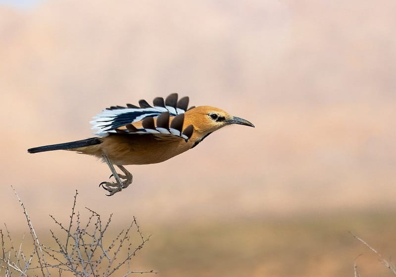 زاغ بور در حال پریدن