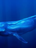 صرف 276 میلیون دلار در اتر – نهنگ عظیم اتریوم که در Genesis ICO شرکت کرد، 145000 ETH را انتقال داد – اخبار بیت کوین