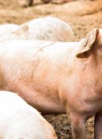 مقامات ایالات متحده در مورد محبوب شدن کلاهبرداری رمزنگاری “قصاب خوک” هشدار می دهند – اخبار ویژه بیت کوین