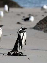پنگوئن های آفریقایی در خطر انقراض با سر و صدای حمل و نقل در خلیج Algoa