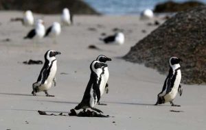 پنگوئن های آفریقایی در خطر انقراض با سر و صدای حمل و نقل در خلیج Algoa