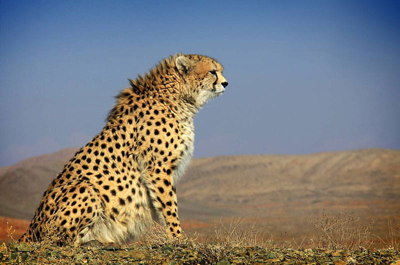 یوز ایرانی در زیستگاه