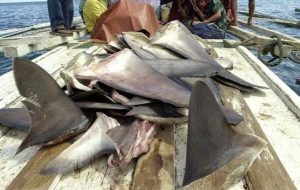 کشتار کوسه های چابهار فقط برای سوپ بال خارجی ها کشتار کوسه های چابهار فقط برای سوپ بال خارجی ها