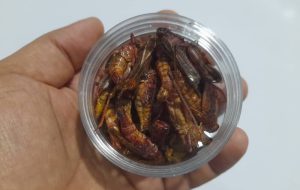 یک جفت سوسک شاخدار؛ ۸ تا ۱۵ میلیون تومان! / قیمت حشرات و درآمد ماهیانه این حرفه چقدر است؟ یک جفت سوسک شاخدار؛ ۸ تا ۱۵ میلیون تومان! / قیمت حشرات و درآمد ماهیانه این حرفه چقدر است؟