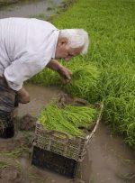 برنجکاری زراعتی که نابود می شود/ کشاورزانی که سرایدار ویلای زمین خود می‌شوند