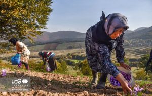 قیمت طلای قرمز ایران افزایش پیدا کرد/ یک کیلو زعفران هم قیمت یک موتور