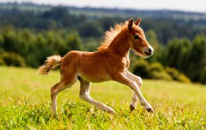 اتفاقی جالب و دیدنی برای یک کره اسب + فیلم اتفاقی جالب و دیدنی برای یک کره اسب + فیلم