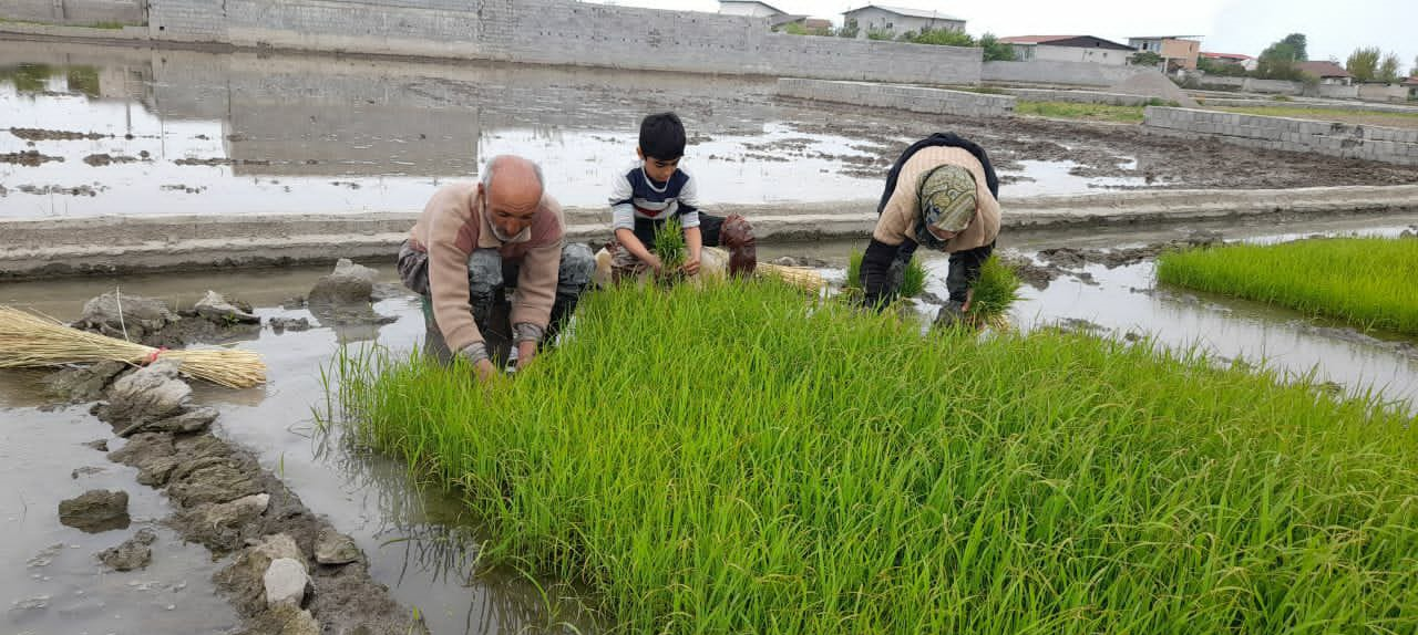 برنجکاری زراعتی که نابود می شود/ کشاورزانی که سرایدار ویلای زمین خود می‌شوند
