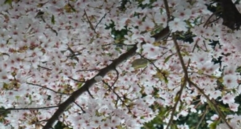 تست بینایی طوطی